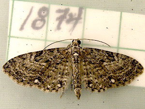 Eupithecia tripunctaria