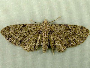 Eupithecia tripunctaria