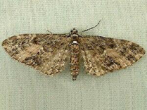 Eupithecia lariciata