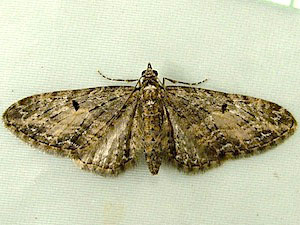 Eupithecia lariciata