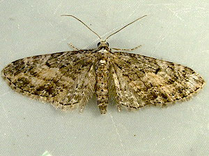 Eupithecia lariciata