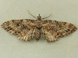 Eupithecia rotundopuncta