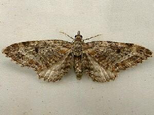 Eupithecia rotundopuncta