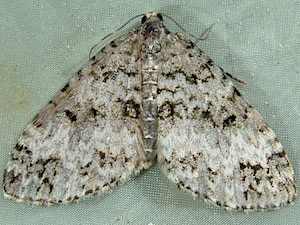 Eupithecia macdunnoughi