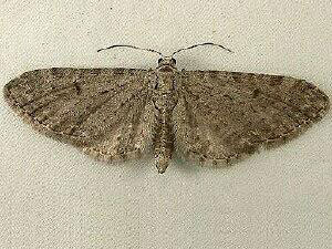 Eupithecia perfusca