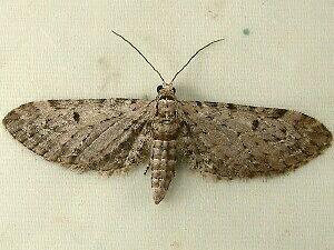 Eupithecia perfusca