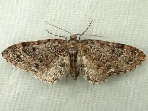 Eupithecia annulata