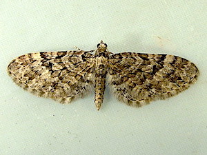 Eupithecia annulata