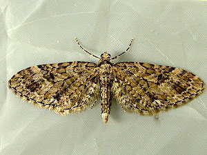 Eupithecia annulata