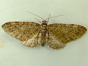 Eupithecia olivacea