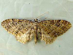 Eupithecia olivacea