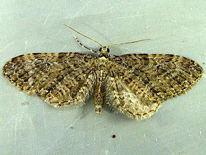 Eupithecia olivacea