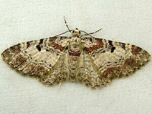 Eupithecia johnstoni