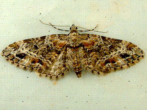 Eupithecia mutata