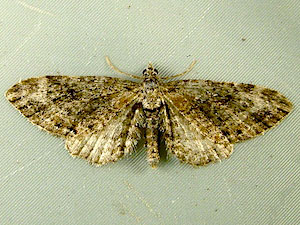 Eupithecia mutata