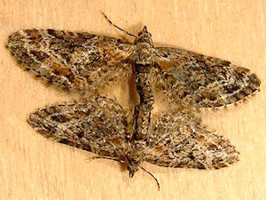 Eupithecia mutata