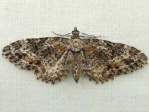 Eupithecia mutata