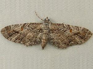 Eupithecia graefii