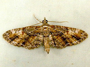 Eupithecia graefii