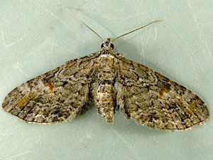 Eupithecia graefii