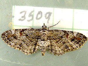 Eupithecia graefii