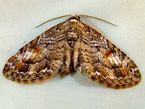 Eupithecia graefii