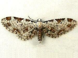 Eupithecia nevadata