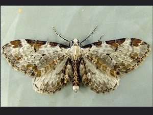 Eupithecia nevadata