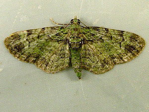 Pasiphila rectangulata