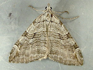 Aplocera plagiata