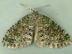 Acasis viridata