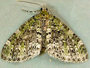 Acasis viridata