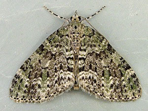 Acasis viridata