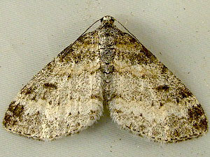 Lobophora nivigerata