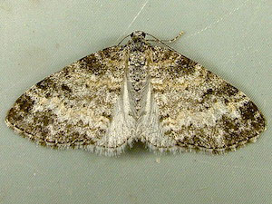 Lobophora nivigerata