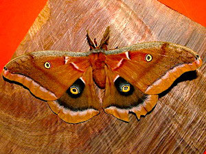 Antheraea polyphemus