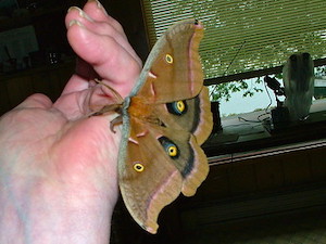 Antheraea polyphemus