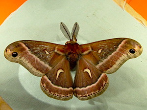 Hyalophora euryalus