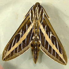 Hyles lineata