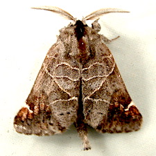 Clostera apicalis