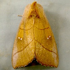 Nadata gibbosa