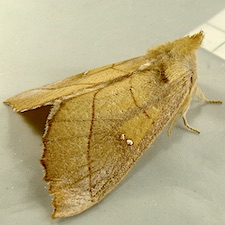 Nadata gibbosa