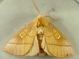 Nadata gibbosa