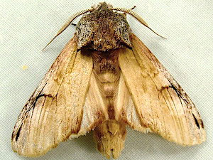 Ianassa pallida