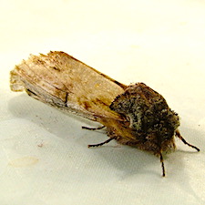 Ianassa pallida