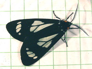 Gnophaela vermiculata