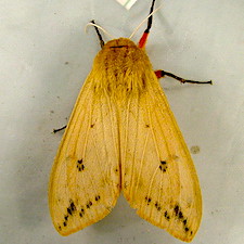 Pyrrharctia isabella