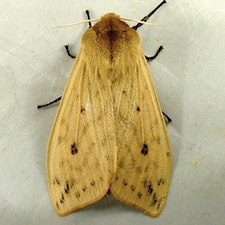 Pyrrharctia isabella