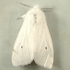 Spilosoma virginica