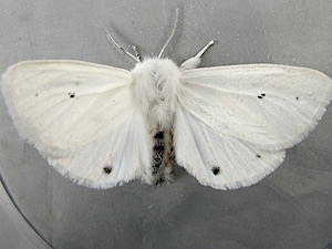 Spilosoma virginica